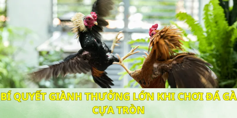 Những hình thức đá gà đòn hấp dẫn và thú vị nhất