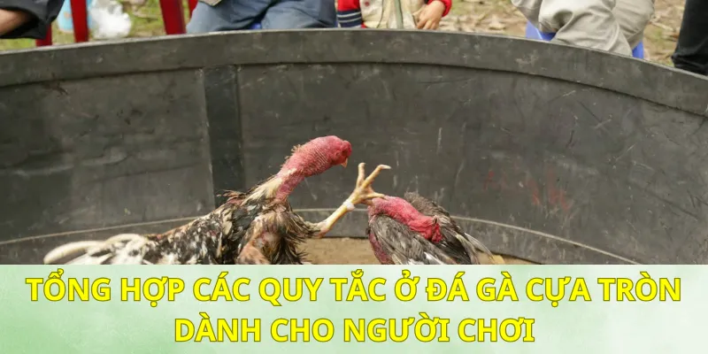 Quy tắc chơi cược gà mà người mới cần biết