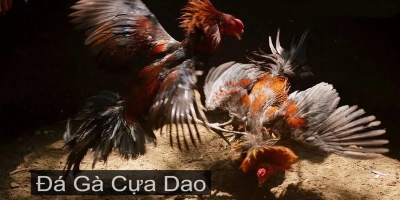 Đá gà cựa dao Trận đấu hấp dẫn với cú đá khốc liệt