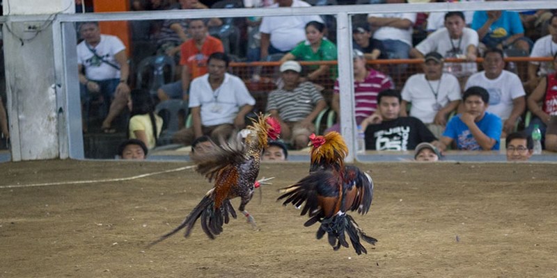 Đá gà cựa dao là hình thức giải trí được ưa chuộng thời gian qua tại Kubet88