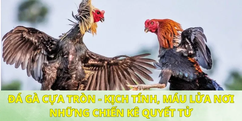 Đá Gà Cựa Tròn Kịch Tính, Máu Lửa Nơi Những Chiến Kê Quyết Tử