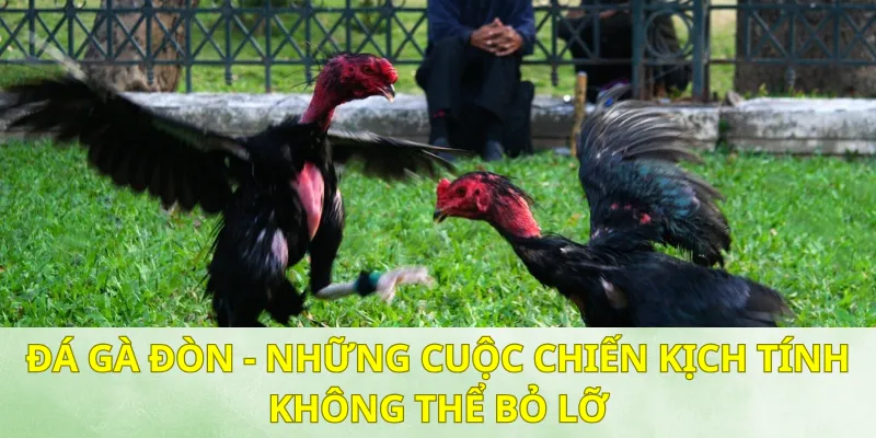 Đá Gà Đòn - Những Cuộc Chiến Kịch Tính Không Thể Bỏ Lỡ