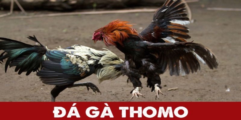 Đá gà Thomo là hình thức chơi hấp dẫn đang được săn đón tại Kubet88