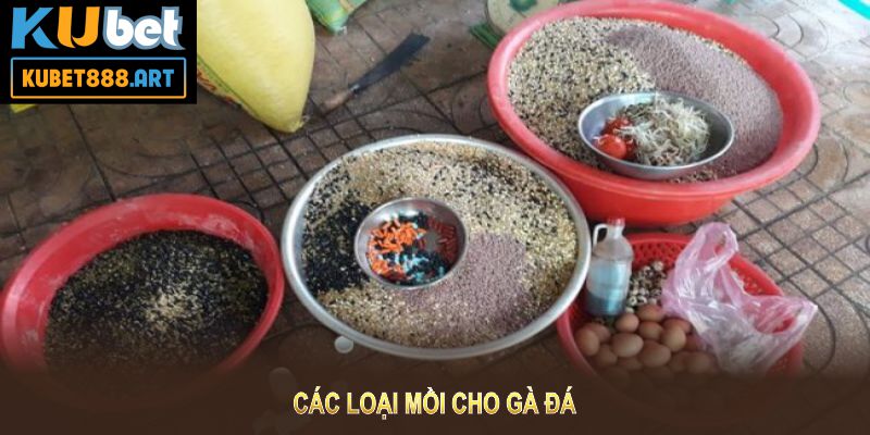 Các loại mồi cho gà đá và cách lựa chọn hợp lý