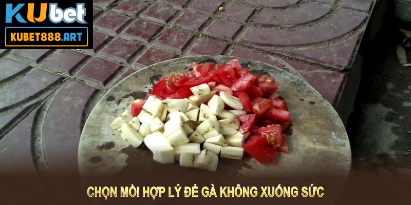 Chọn mồi hợp lý để gà không xuống sức, tránh chấn thương và giảm căng thẳng