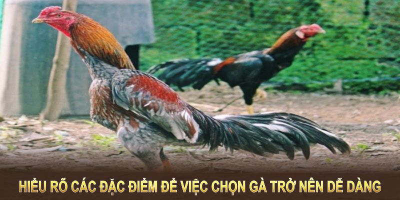 Hiểu rõ các đặc điểm này, việc chọn gà trở nên dễ dàng hơn