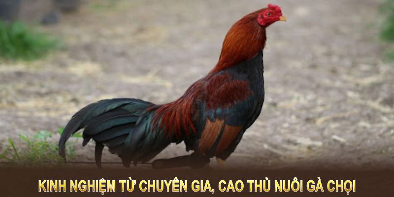 Kinh nghiệm từ chuyên gia, cao thủ nuôi gà chọi để bạn đi đúng hướng