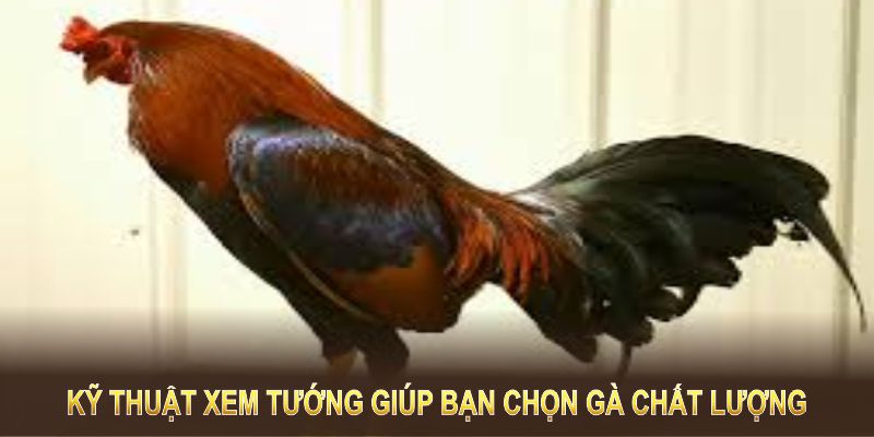 Việc nắm vững kỹ thuật xem tướng giúp bạn chọn gà chất lượng