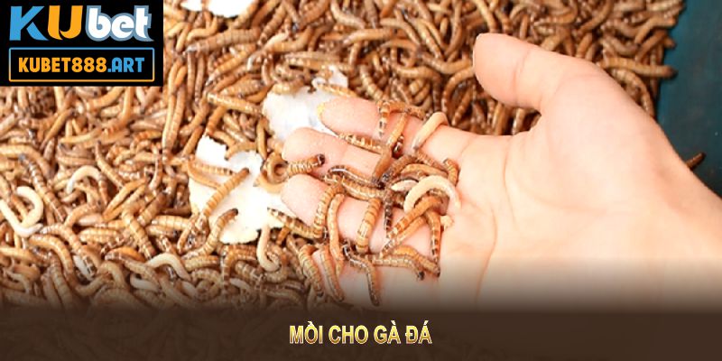 Mồi Cho Gà Đá Giúp Tăng Cường Thể Lực Và Khả Năng Chiến Đấu