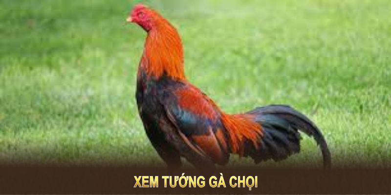 Xem Tướng Gà Chọi Giúp Chọn Lọc Chiến Kê Và Tối Ưu Huấn Luyện